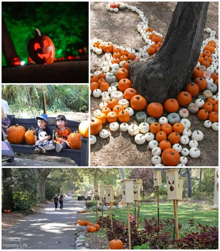 Descanso Garden Carved Pumpkin patch