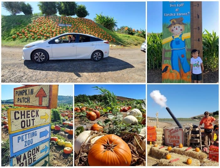 best pumpkin patches in Southern California Tanaka Farms